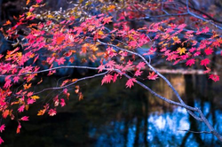 一级美国视频播放界面