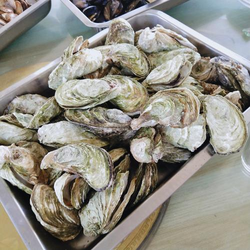 一级美女胖女人BB内容展示